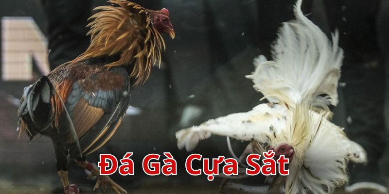 Đá gà cựa sắt