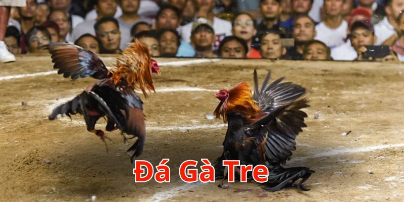 đá gà tre