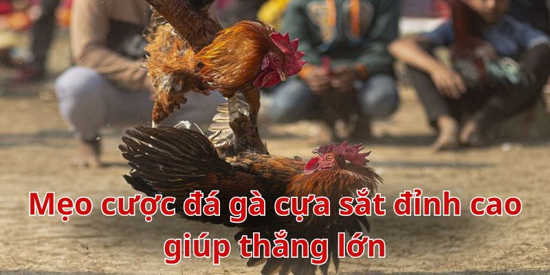 Tips chơi đá gà cựa sắt hiệu quả từ cao thủ lâu năm